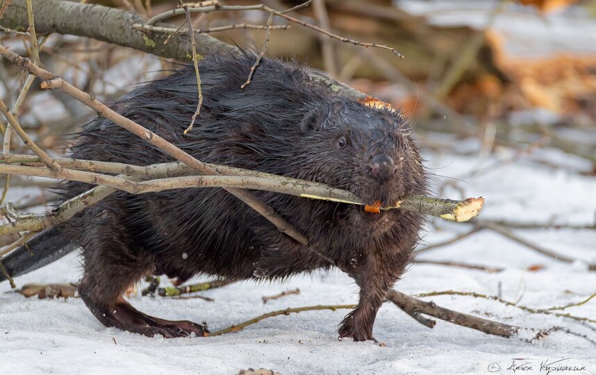 ���� ����