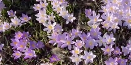 � ������������� ������������ ���� �������� ���������� ����������