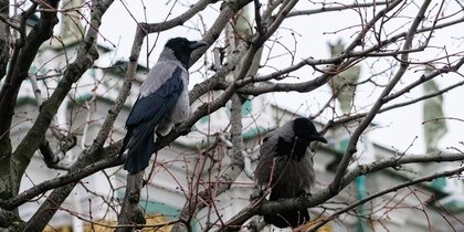 ������� ����������� �� ����� 17 ����� 2026 ���� ����� ����� ������ �� ��� ������� ����������