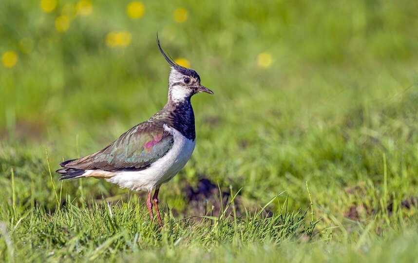 В Петербург вернулись пигалицы