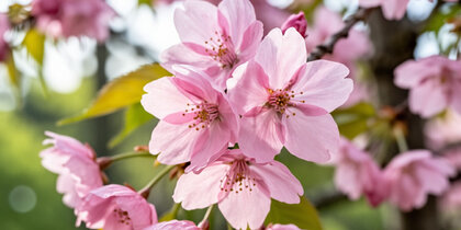 � ����� ������������ ������