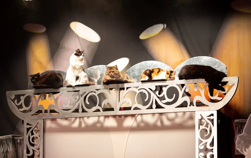 �������� �����