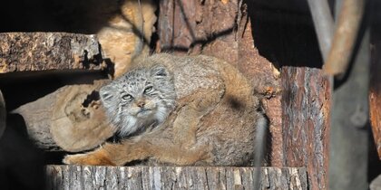 ������������� ������� ������� ����� ������ � 28 �����