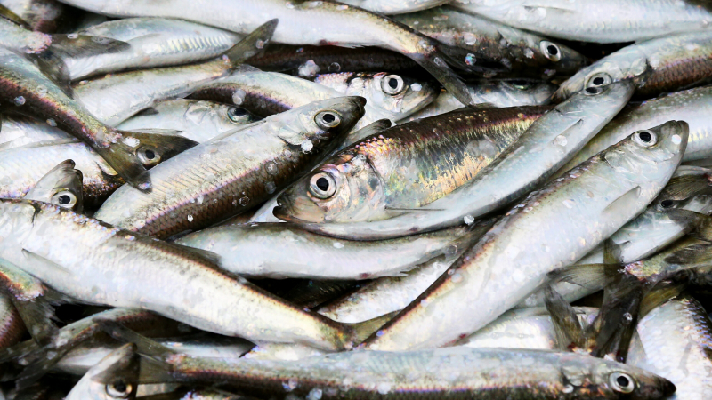 Сезон корюшки в Петербурге стартует с 15 апреля