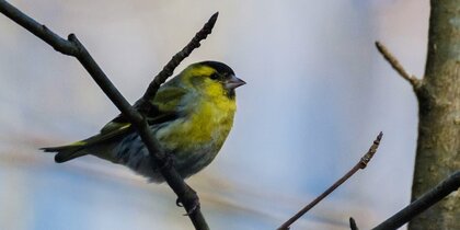 � ���������� ��������� ������ ��������