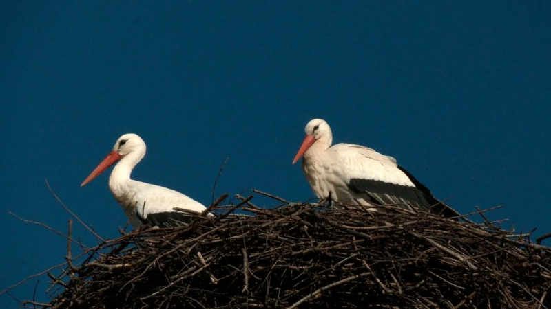 Первых аистов заметили в Ленобласти