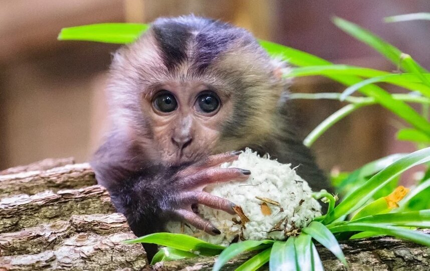 В Ленинградском зоопарке организовали конкурс на имя для осиротевшей макаки