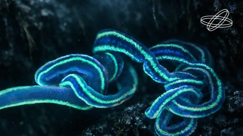 В России обнаружили замену ядовитой рыбе фугу для получения важного нейротоксина