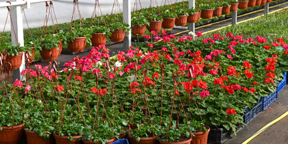 � ���������� �������� �������� �������, �������� � ��� ������