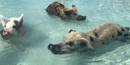 ��� ����� ���������� �� �������� � ������������ � ��������