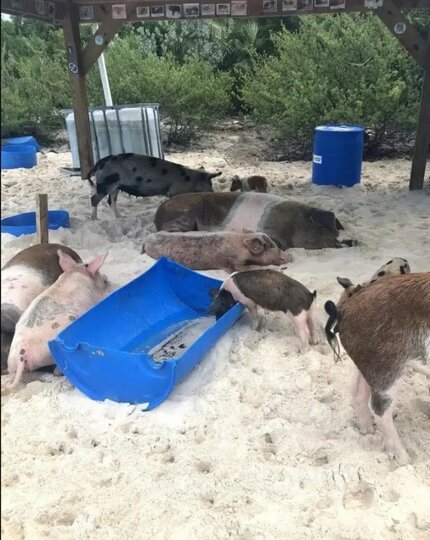 ������ �������� ����� ������ �������� � ���������.