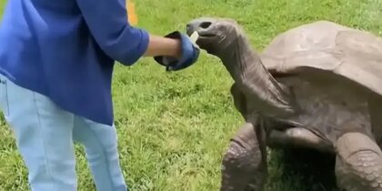 ���������� �������� � ���� "����������" ��������� ���� ������������