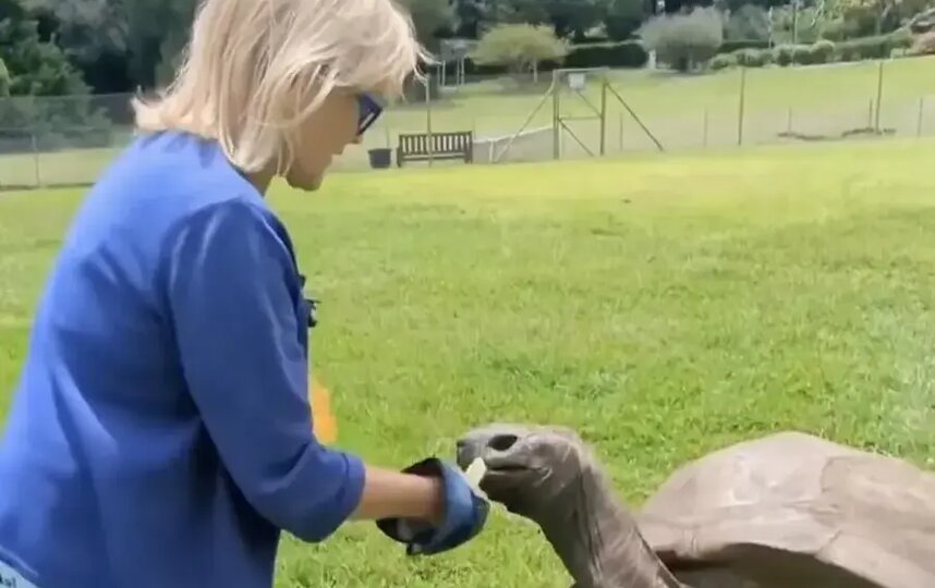 Древнейшую черепаху в мире похоронили мошенники ради криптовалюты