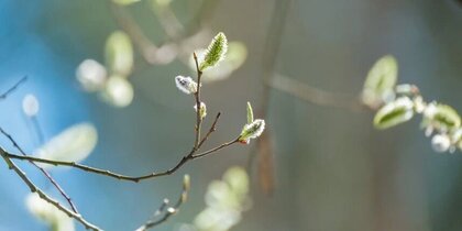 ������� �����������: ��� ��������� ��� ���������