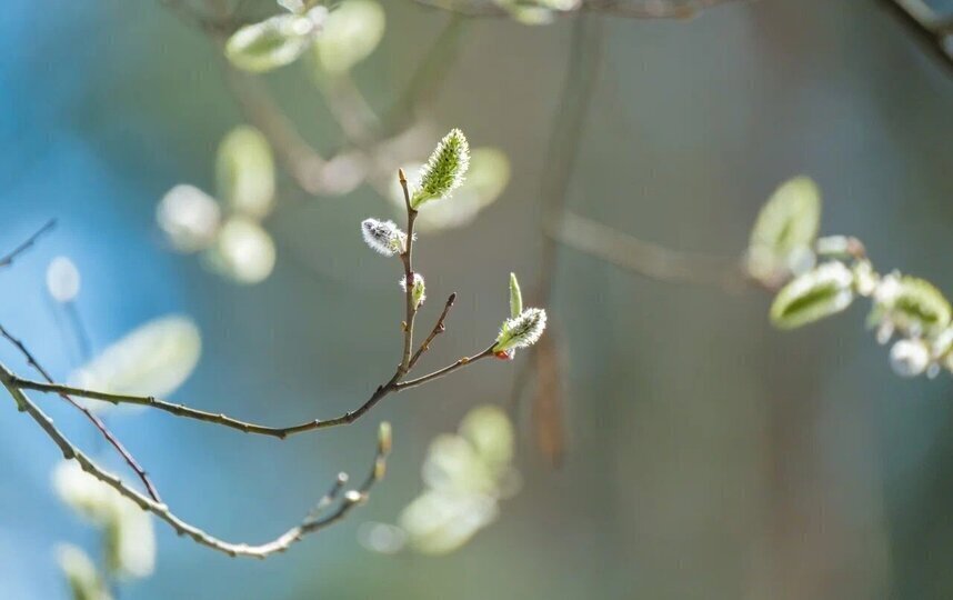 Вербное воскресенье: как встретить его правильно