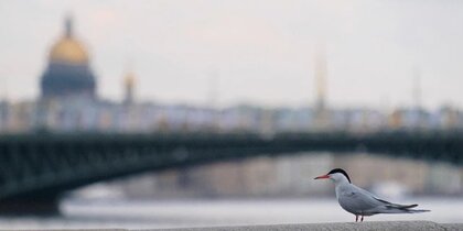 ��� ������� ��������� �� ���������: ����� ����, ������� � �������