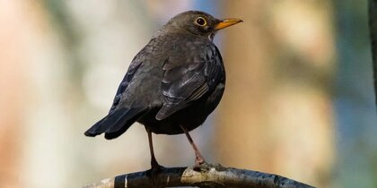 ������ � ���������� ���������� ��������� � ����� �������