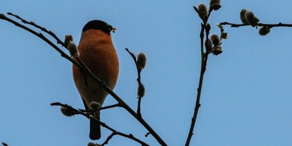 ������� ����� � ����� ������� � ��������� ������ 6 ������