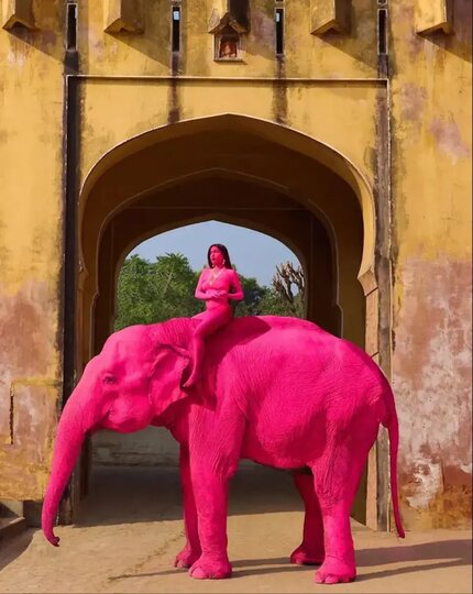 Красила ещё и верблюдов: причастна ли российский фотограф к смерти розового слона