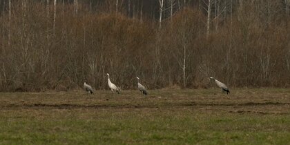 � ���������� ��������� ����� �������