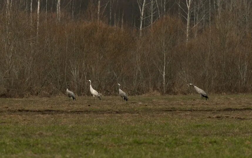 В Ленобласть прилетели серые журавли