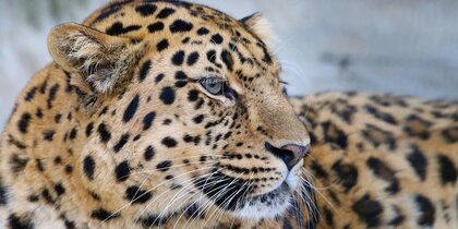 ��� �������� ��� ��� �������� ������ ���������������� ��������