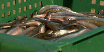 ����� 2 ���. ���� ������� ���������� �������� � ���������� � ���� ����