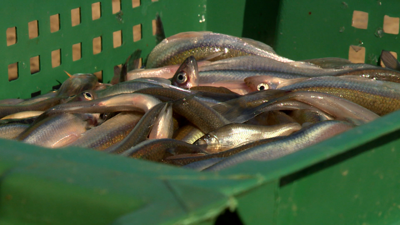 Почти 2 тыс. тонн корюшки собираются выловить в Ленобласти в этом году