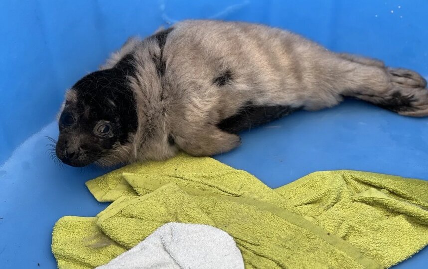 Суровая и недоверчивая. В Ленобласти спасли ещё одну нерпу-кроху