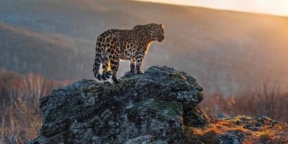 �������� ������ �� ����� ��������������� ��������� ������� �����