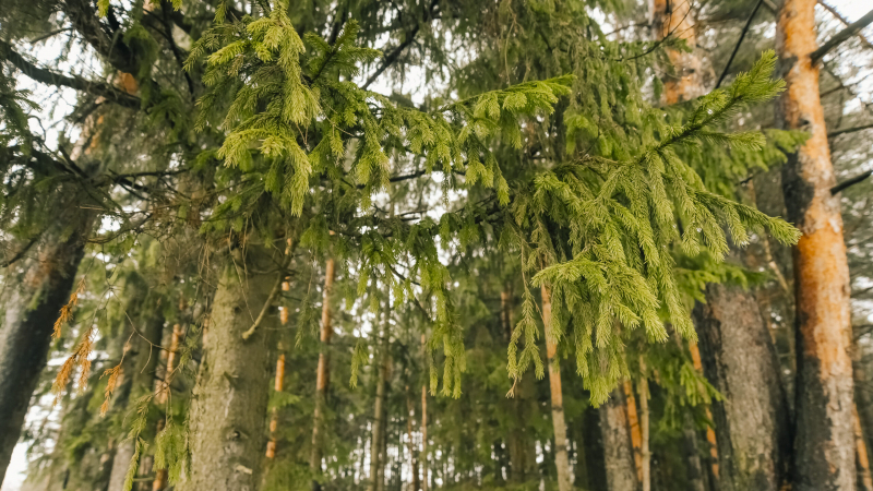 Пожароопасный режим в лесах Ленобласти начнется с 17 апреля