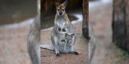 � ������������� �������� ���������� ������ ������� ������������� ��������