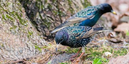 ������ ����� ������������ ������ �� ������