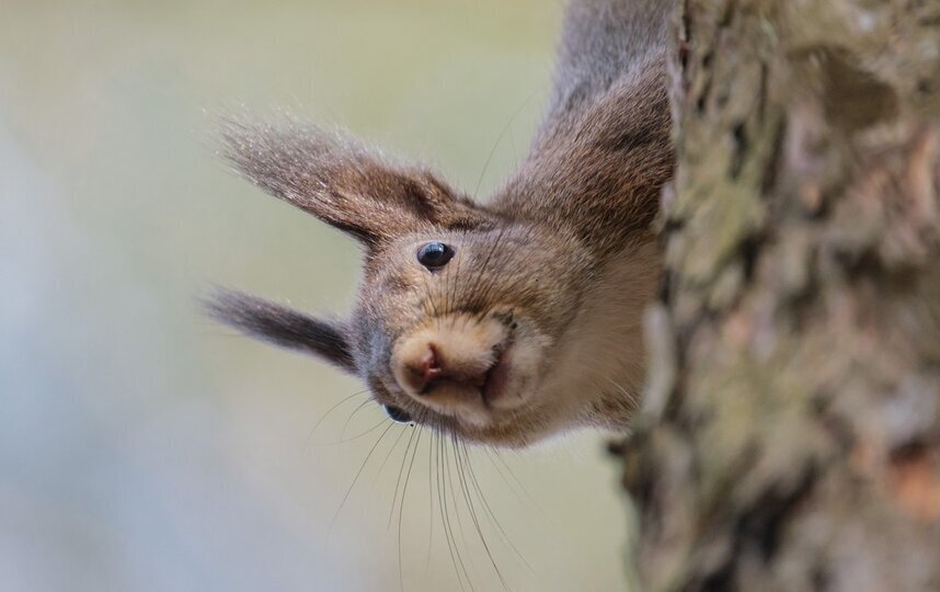Северный ветер не позволит Петербургу прогреться