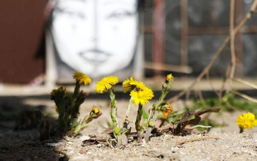 В Петербурге будет солнечно, но холодно 19 апреля