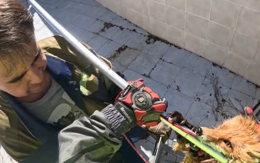 Сотрудники КОШКИСПАС вызволили лису из бассейна в Отрадном