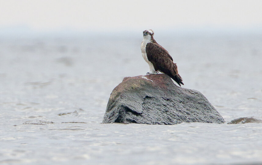 В городе станет больше зелёных насаждений