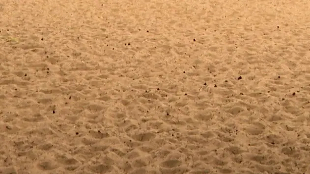 Пляж Колонистского пруда в Пушкине приведут в порядок, потратив 111 млн рублей