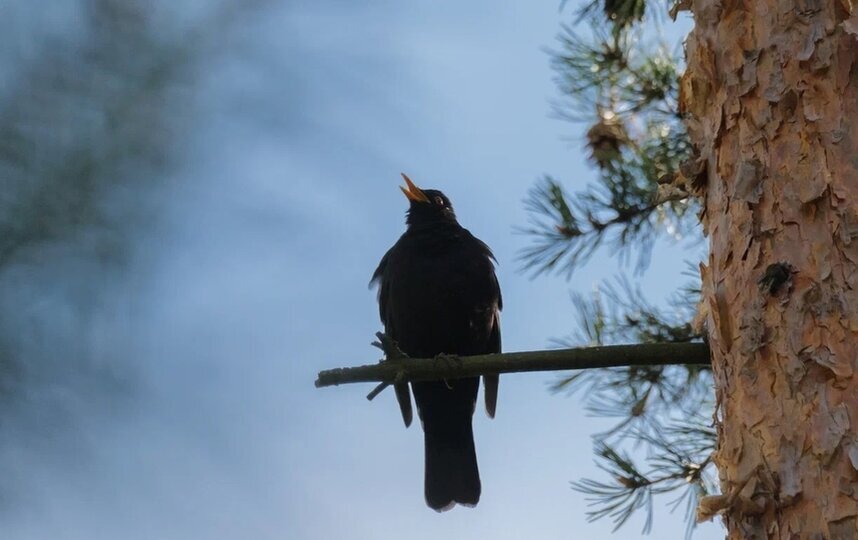 Неделя в Петербурге начнётся с мокрого снега и низкого давления