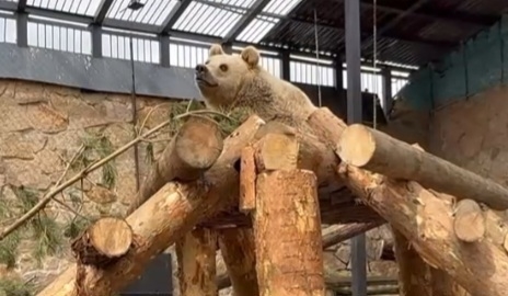 Петербургские специалисты благоустроили вольер для челябинских медведей