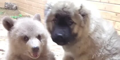 ������� ������� ���� � �������: ������ ������ ���������� � ����� �������� �������