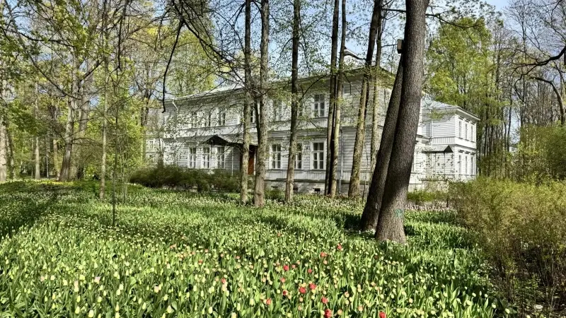Сотни тысяч цветов и карамельные скульптуры: на Елагином острове пройдет Фестиваль тюльпанов