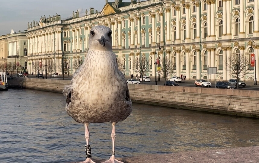 Фотомодель с крыльями: на Дворцовом мосту поселилась необычная чайка
