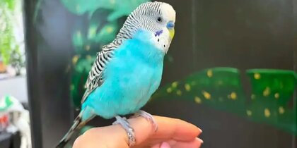 "������, ����! ����� ��� ����!": �������, ������� � ������ �������, ���� ������� � ��������