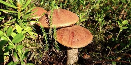 � ���������� ������� ����� �������������