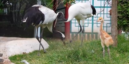������ ����������: � ���������� �������� ��������� ������ ��������� �������