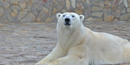 � ������������� �������� ��������, ��� ��������� ��������� �������� ��������