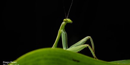���������� ��������� Nikon Comedy Wildlife Photography Awards 2026