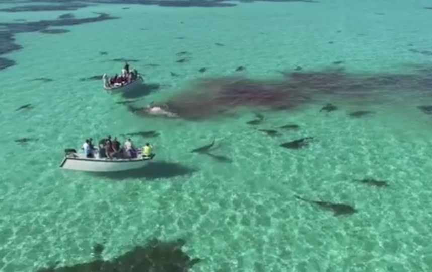 Акула напала на человека на мальдивах. Нападение акул на Мальдивах. Египет море акулы на берегу.