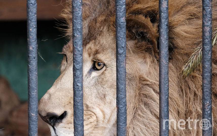 Растем в зоопарке. Африканские львы  Ленинградский зоопарк. Зубы Льва фото.